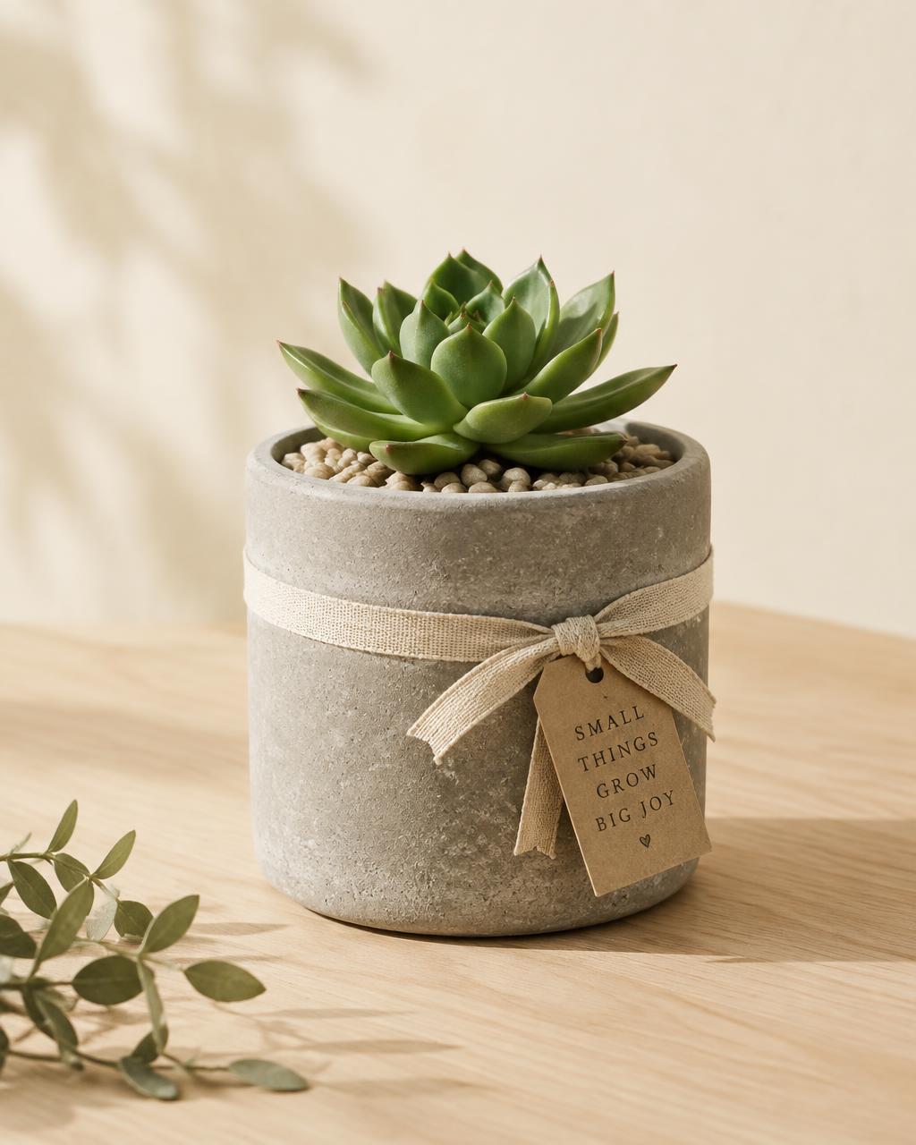 Maceta de concreto con una suculenta y un lazo de lino, lista para regalo