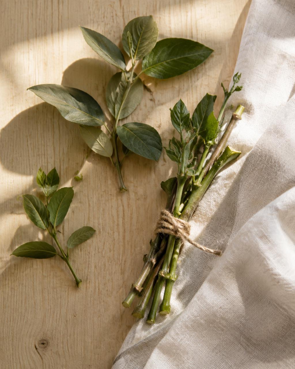 Esquejes y gajos de plantas atados con hilo natural sobre madera clara