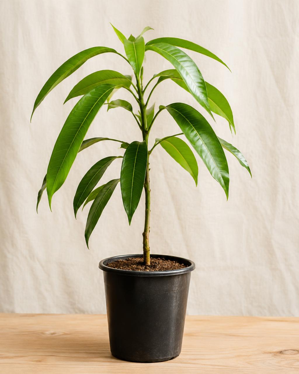Plantín de mango con hojas verdes brillantes en una maceta de vivero