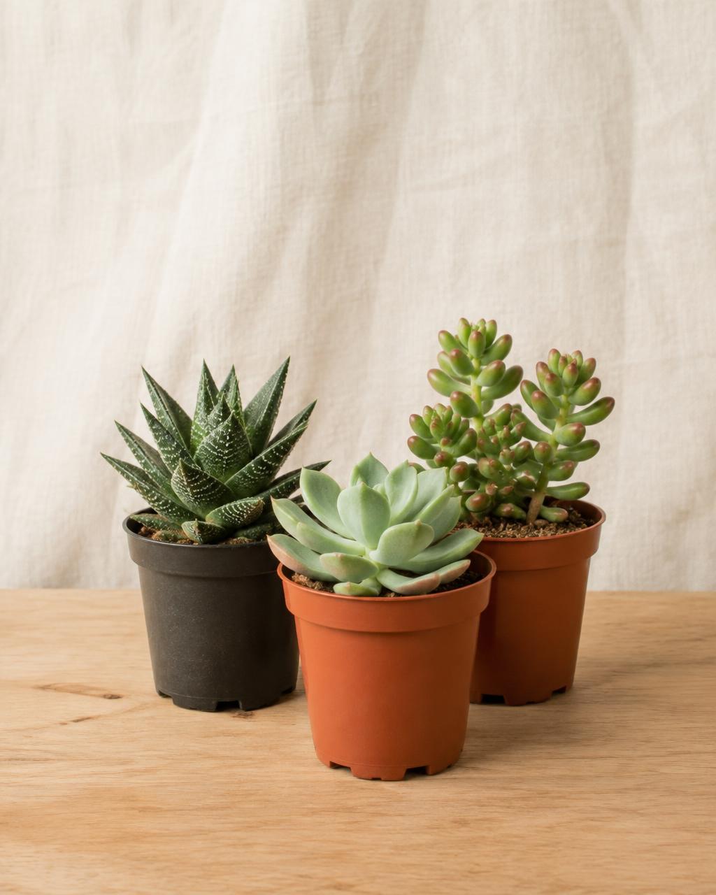Tres suculentas pequeñas en macetas simples sobre una mesa de madera